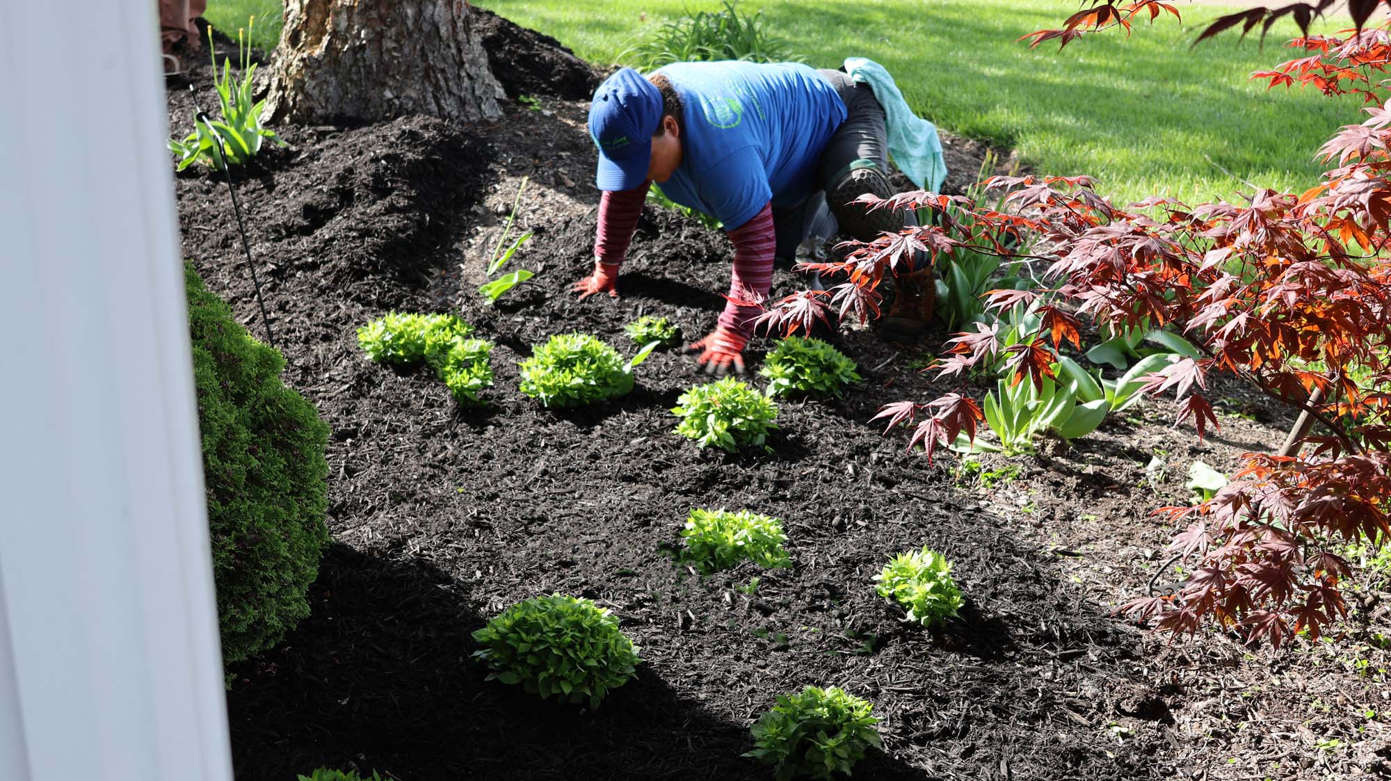 Mulching