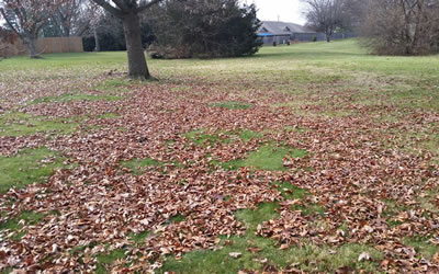 Leaf Removal and Property Clean Ups.