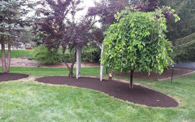 Tree, Hedge, And Shrub Trimming Brownsburg Indiana.